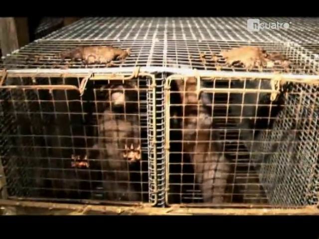 Noticia Cuatro – Investigación en granjas de visones de España realizada por Igualdad Animal