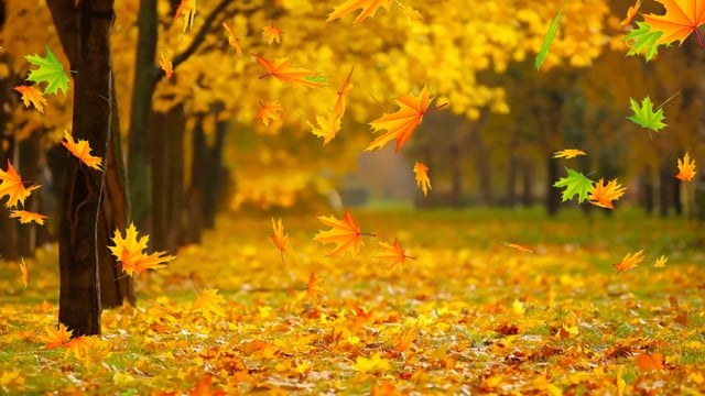 Những chiếc lá đổi màu rực rỡ trong mùa thu tạo nên một khung cảnh đầy màu sắc và lãng mạn. Hãy thưởng thức hình ảnh đẹp của mùa thu lá và cảm nhận sự tĩnh lặng và yên bình của thiên nhiên.