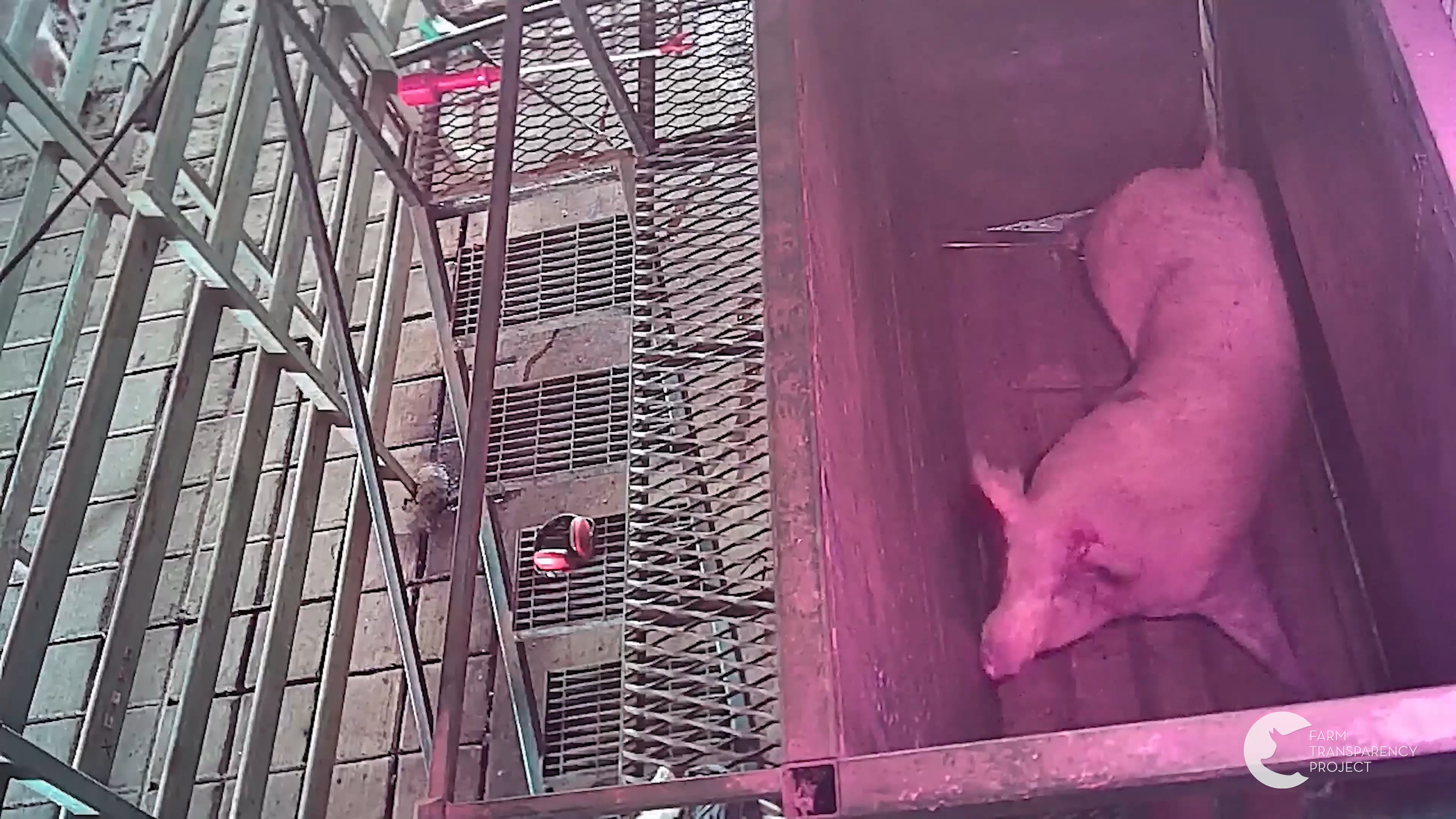 Pigs slaughtered at Kankool Pet Food on Vimeo