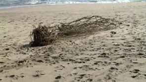 La sorra de les platges després del temporal