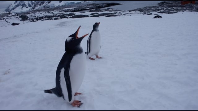 Vimeo Thumbnail (API)