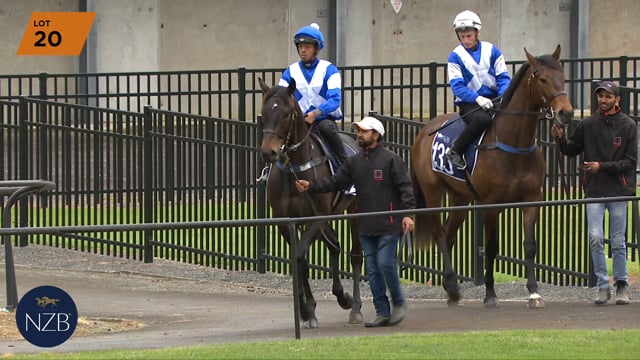 Lot 20