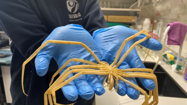 Sea Spiders