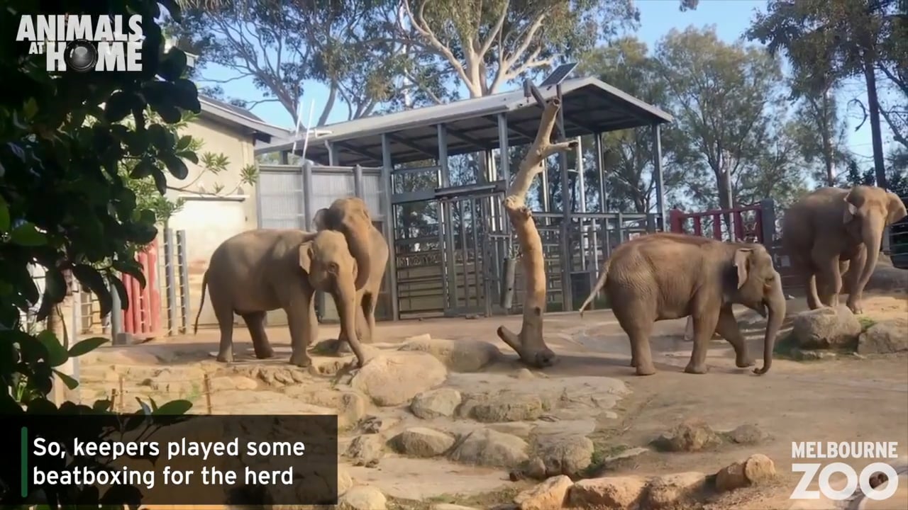 Musical Enrichment for the Asian Elephants at Melbourne Zoo