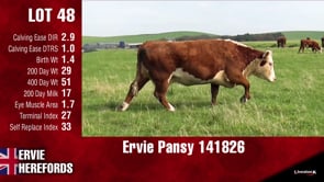 Lot #48 - PANSY 141826