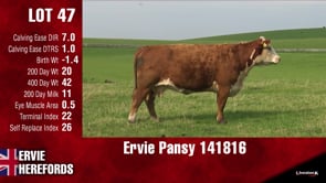 Lot #47 - PANSY 141816