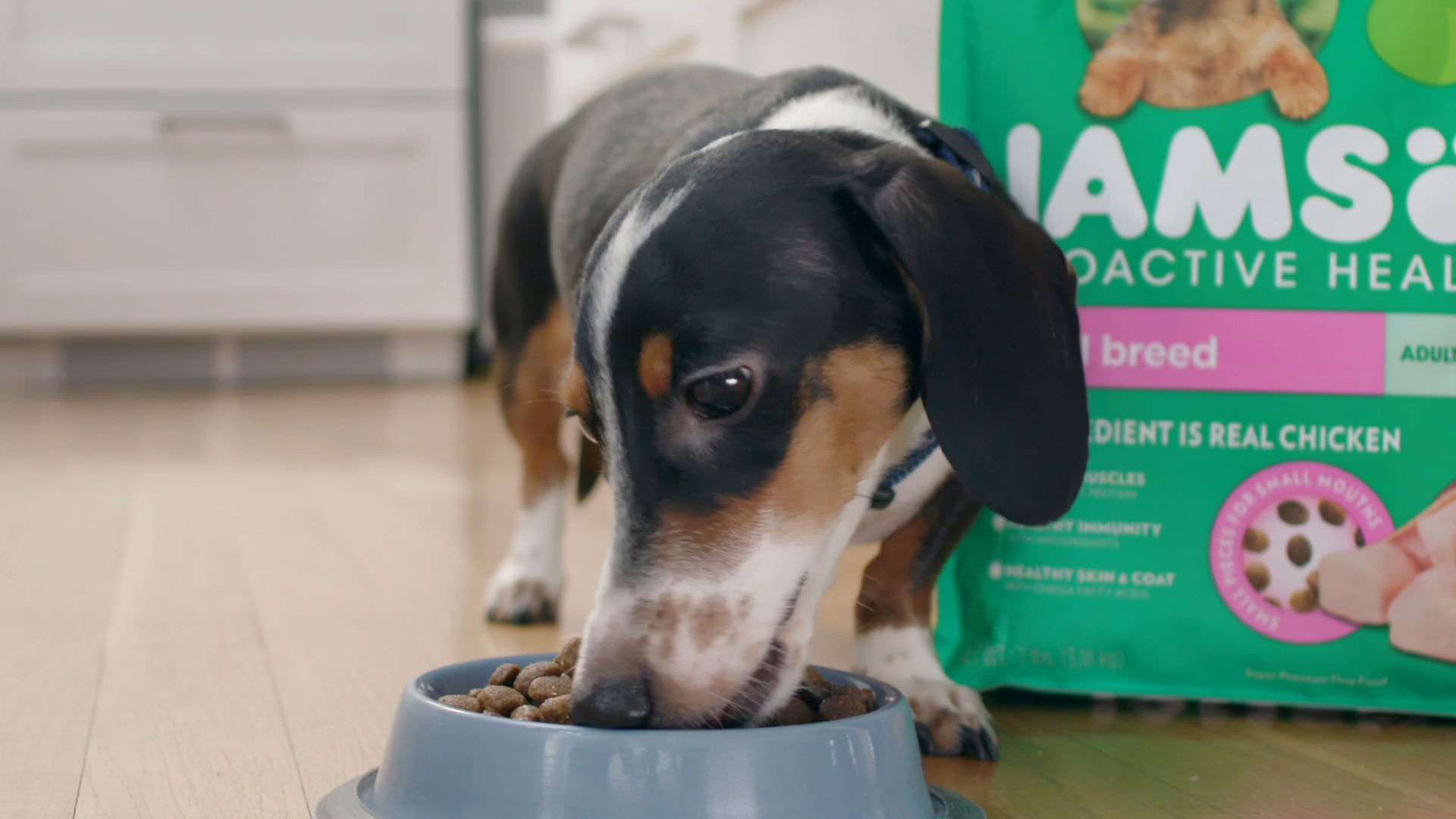 IAMS 'Big Dog, Big Love'