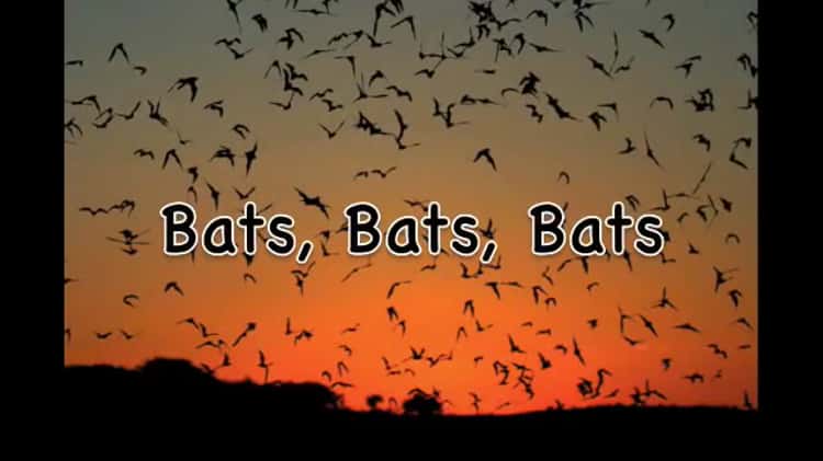 Bats! Song (HD) - video Dailymotion