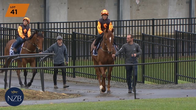 Lot 41