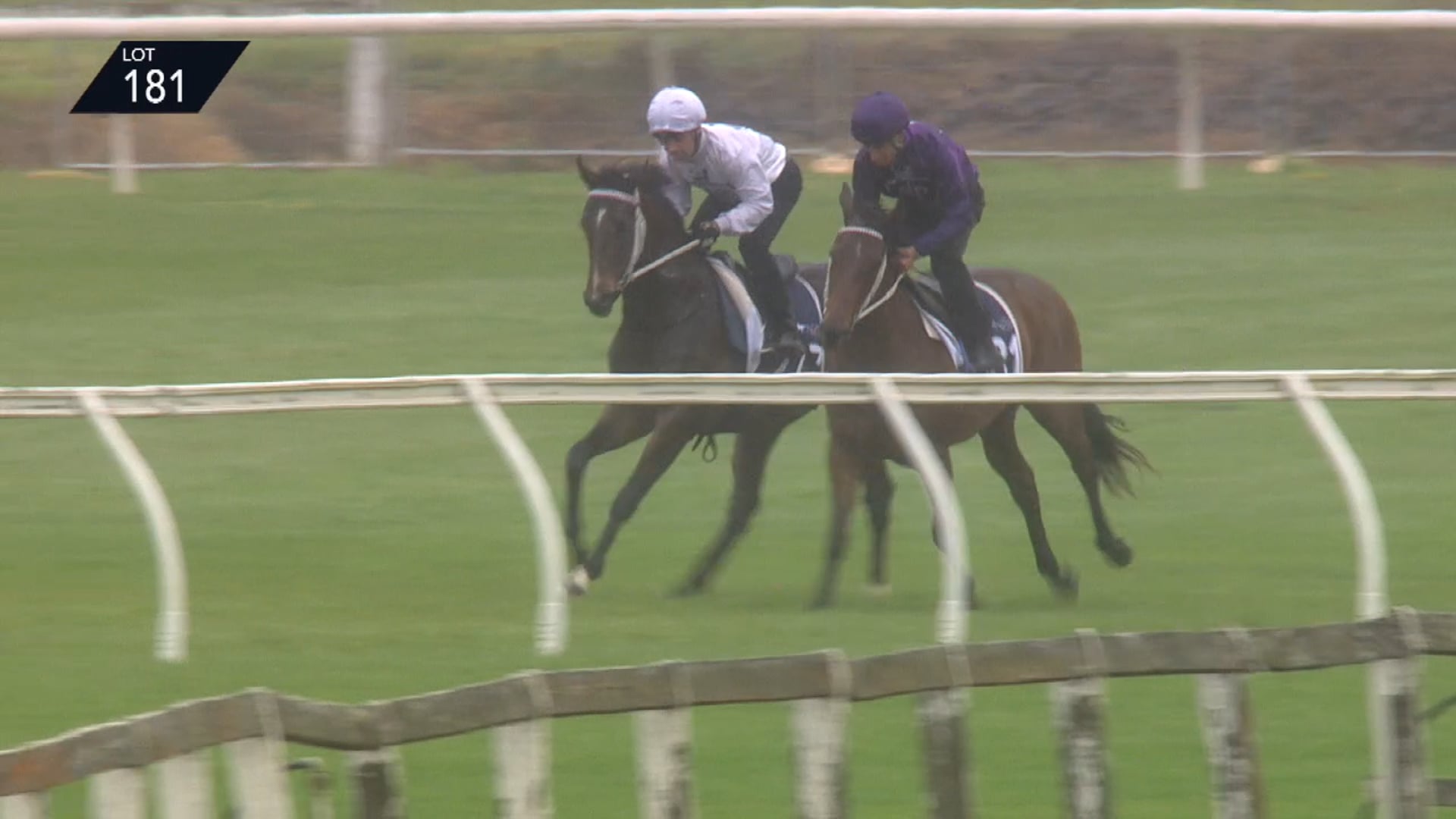TIVACI X DOMANI ORO - Breeze Up