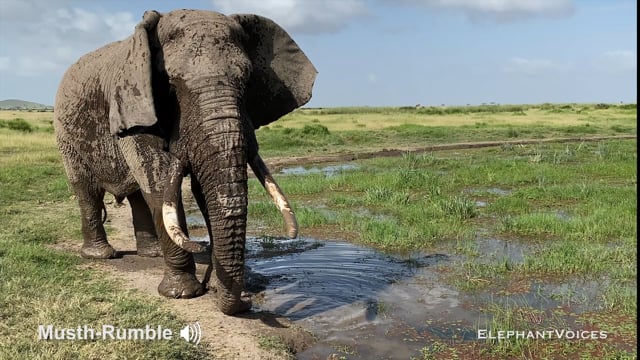 Musth-Rumble. Context: Advertisement & Attraction (9)
