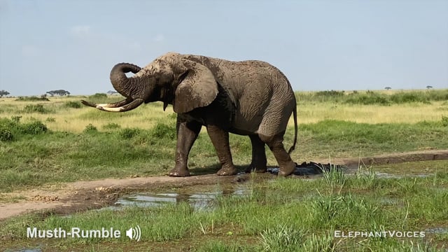 Musth-Rumble. Context: Advertisement & Attraction (11)