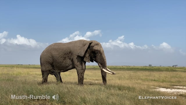 Musth-Rumble. Context: Advertisement & Attraction (14)