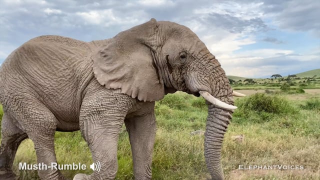 Musth-Rumble. Context: Advertisement & Attraction (16)