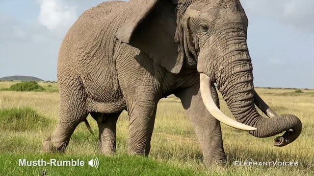 Musth-Rumble. Context: Advertisement & Attraction (6)