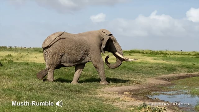 Musth-Rumble. Context: Advertisement & Attraction (7)