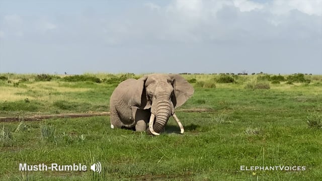 Musth-Rumble. Context: Advertisement & Attraction (8)