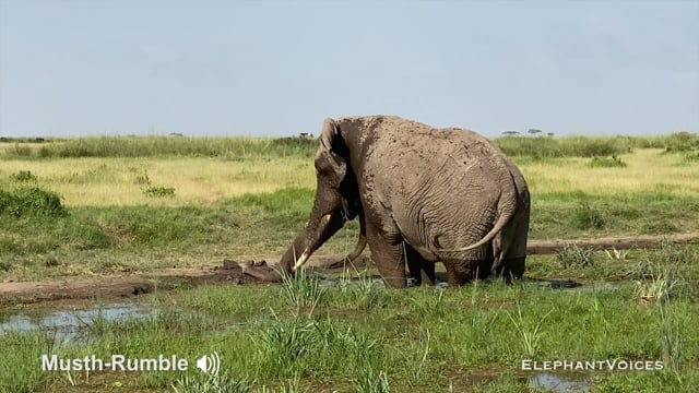 Musth-Rumble. Context: Advertisement & Attraction (10)