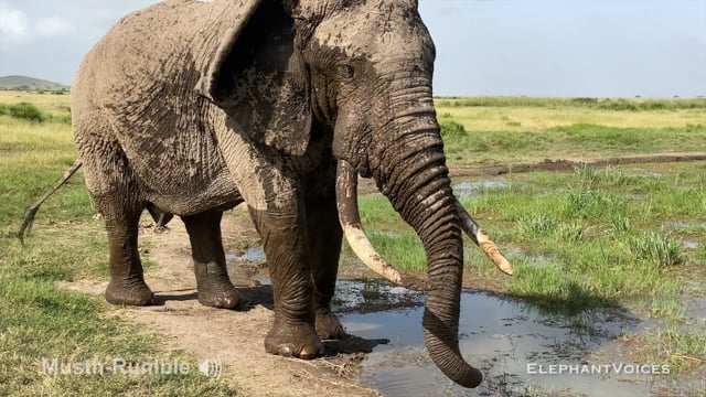 Musth-Rumble. Context: Advertisement & Attraction (12)