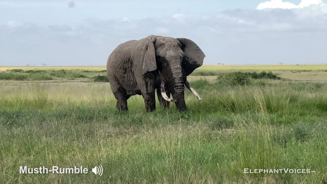 Musth-Rumble. Context: Advertisement & Attraction (13)