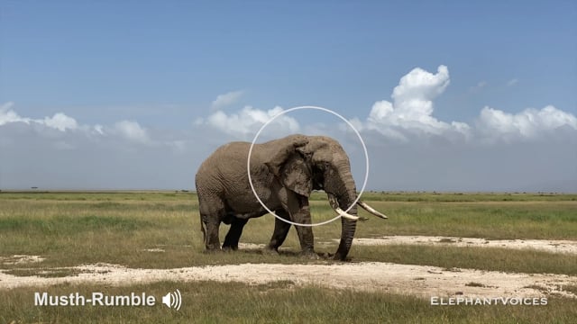 Musth-Rumble. Context: Advertisement & Attraction (15)