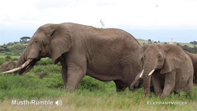 Musth-Rumble. Context: Courtship (1)