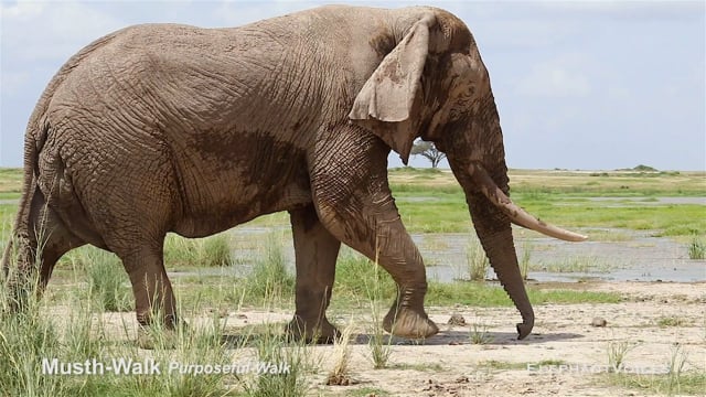 Musth-Walk. Context: Advertisement & Attraction (8)