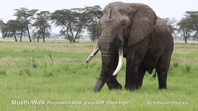 Musth-Walk. Context: Advertisement & Attraction (9)