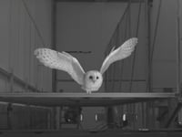 Newswise:Video Embedded lily-the-barn-owl-reveals-how-birds-fly-in-gusty-winds