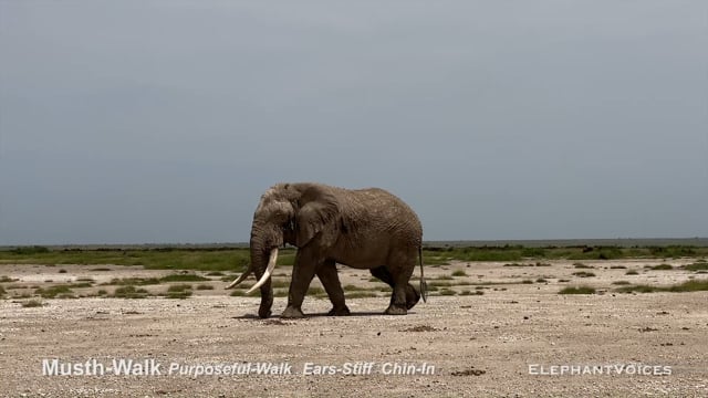 Musth-Walk. Context: Advertisement & Attraction (4)