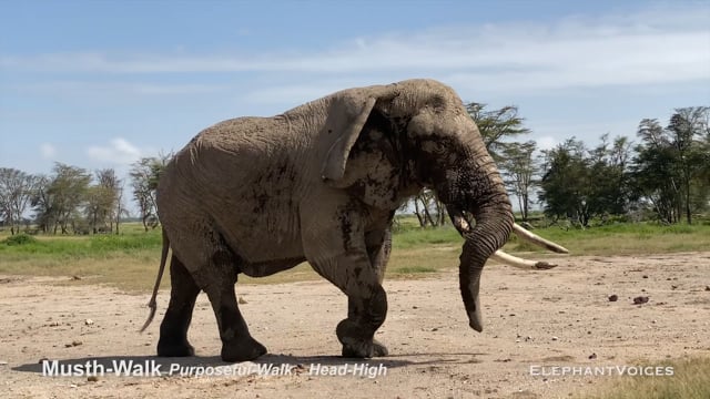 Musth-Walk. Context: Advertisement & Attraction (5)