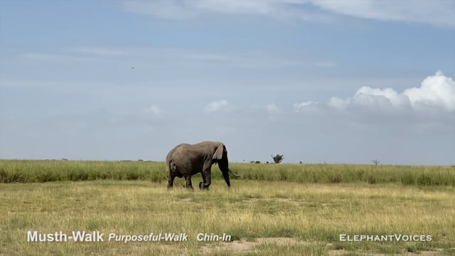 Musth-Walk. Context: Advertisement & Attraction (6)