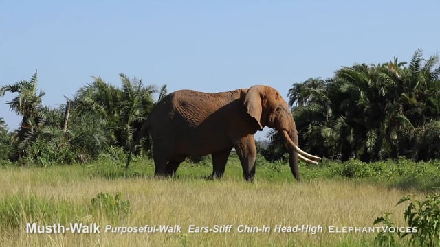 Musth-Walk. Context: Advertisement & Attraction (7)