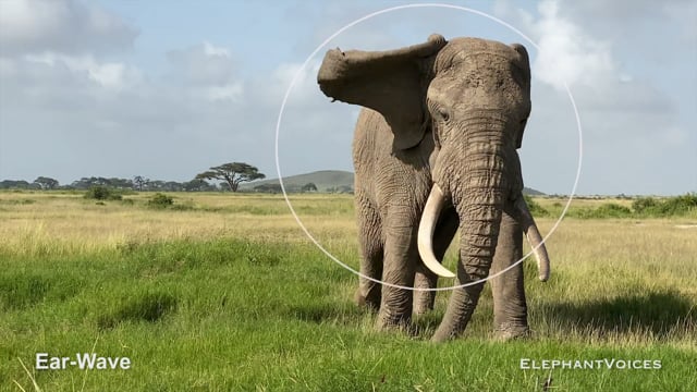 Ear-Wave. Context: Advertisement & Attraction (7)
