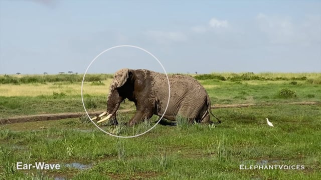 Ear-Wave. Context: Advertisement & Attraction (9)