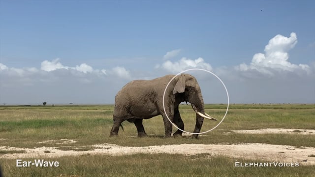 Ear-Wave. Context: Advertisement & Attraction (14)