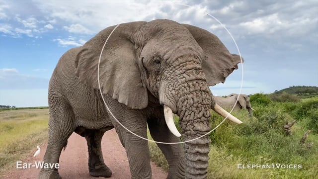 Ear-Wave. Context: Advertisement & Attraction (15)