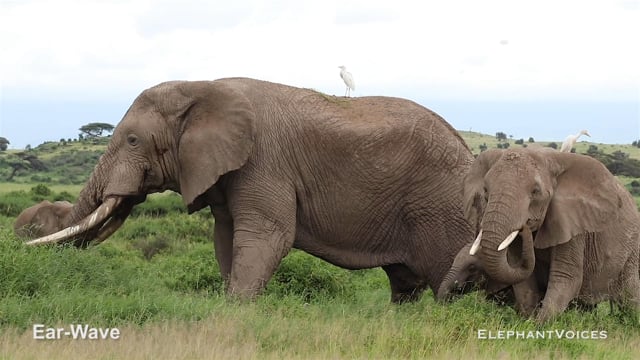 Ear-Wave. Context: Courtship (1)