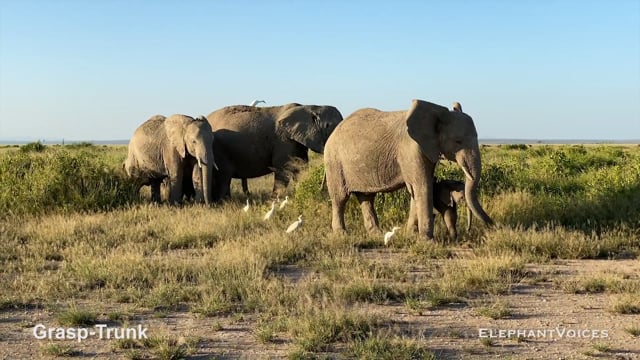 Grasp-Trunk. Context: Calf Reassurance & Protection (2)