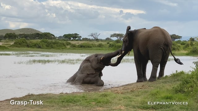 Grasp-Tusk. Context: Social Play (2)