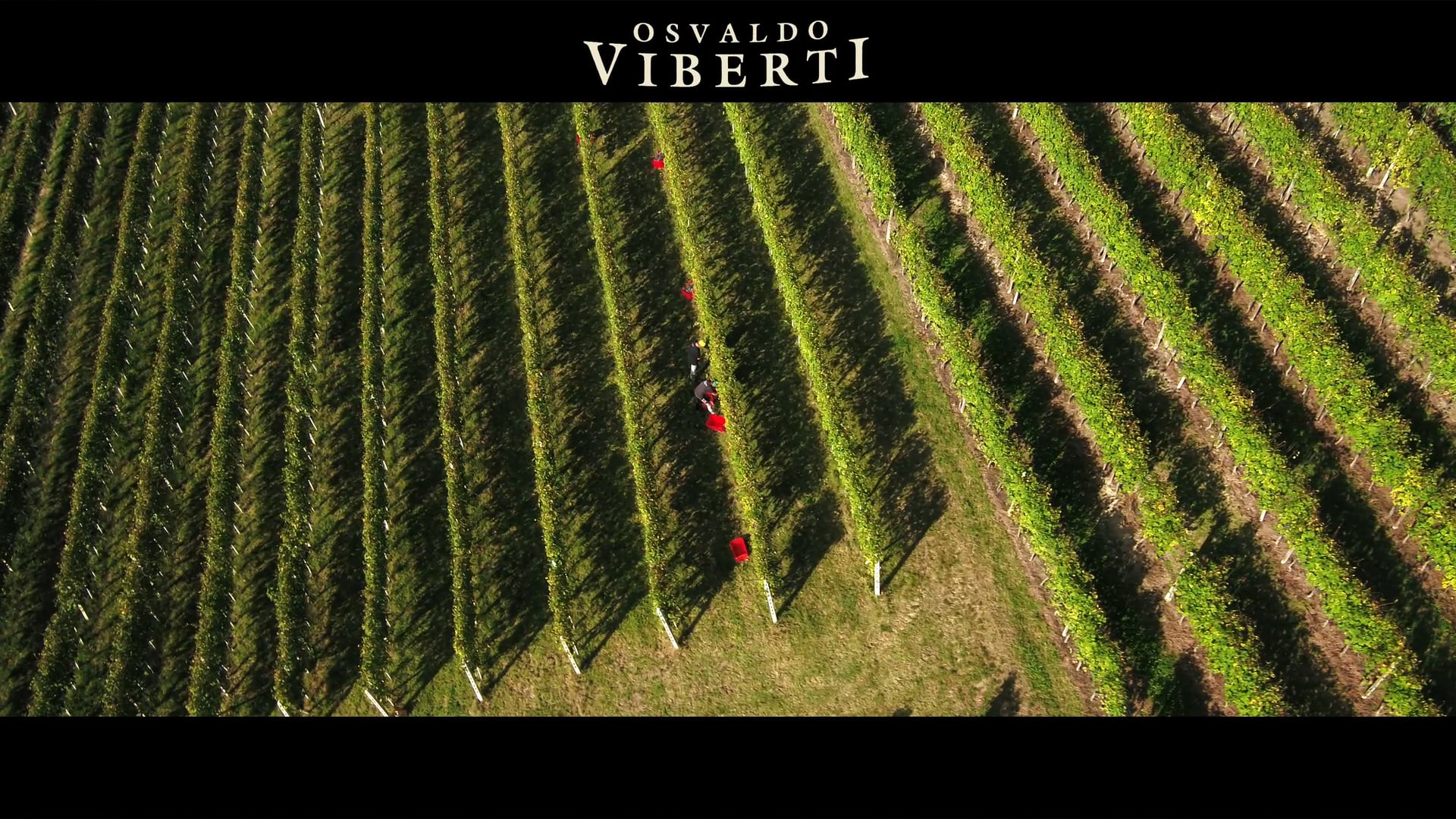 Vendemmia Serra dei Turchi