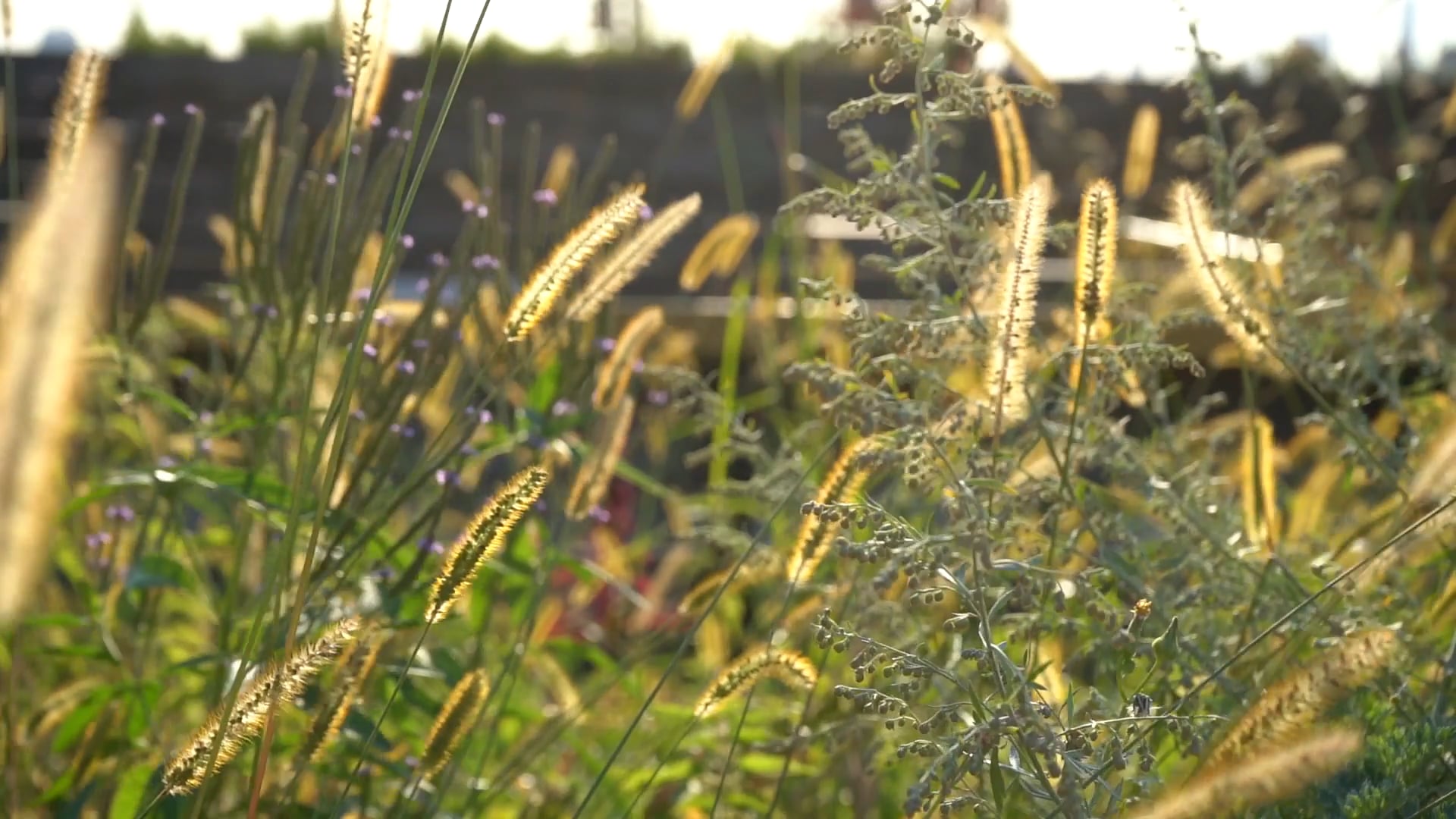 Naneh Israelyan: Gardener