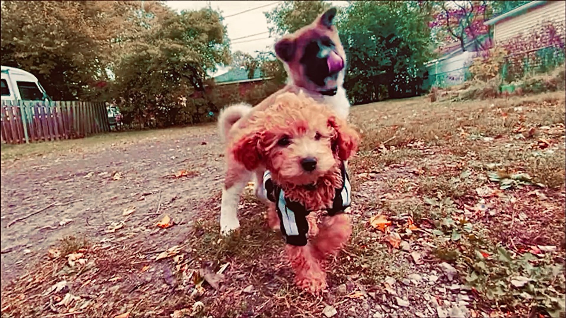 A Week’s Worth of Wagventures Pt. V