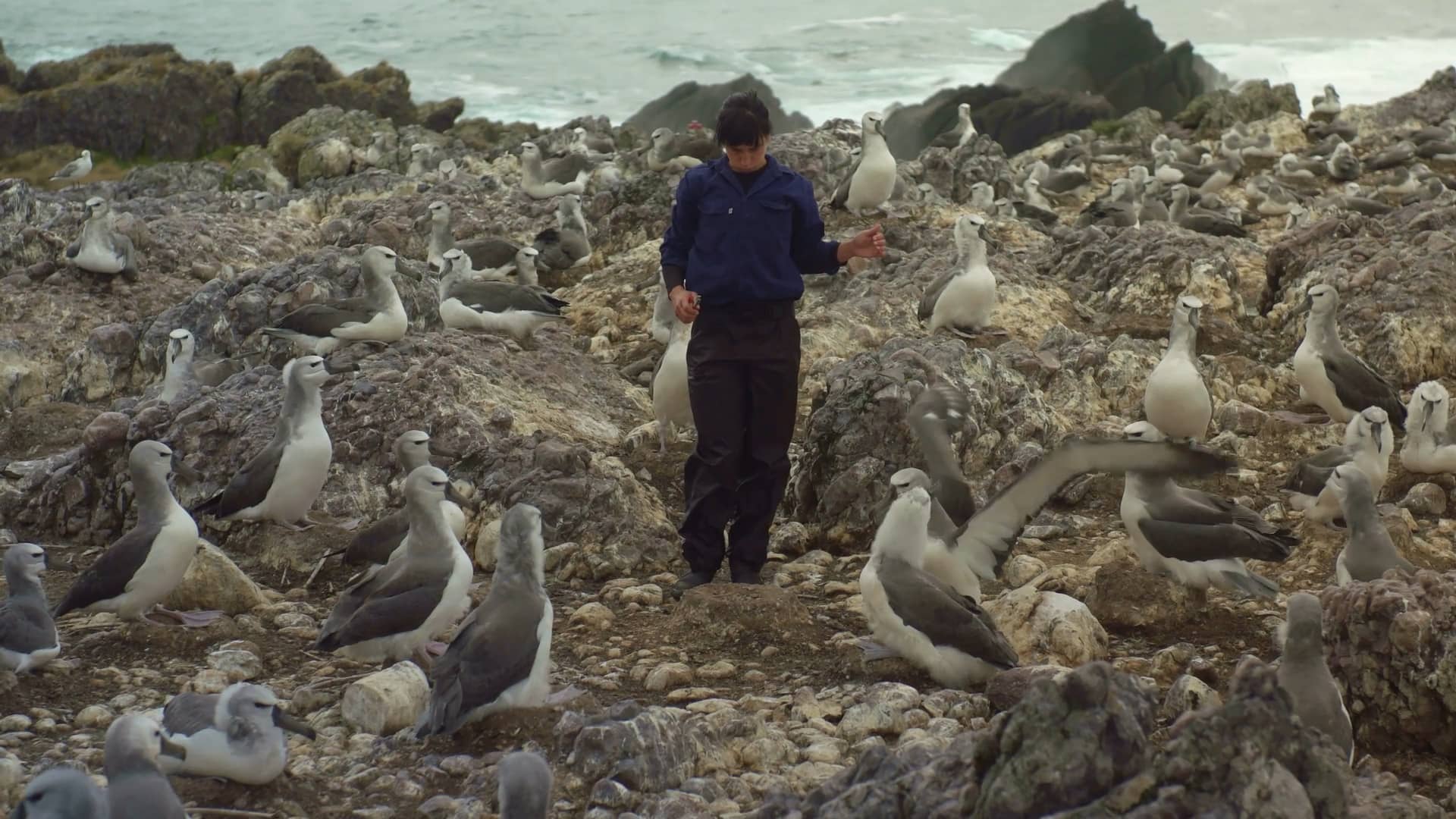 namanu rruni | Albatross Island
