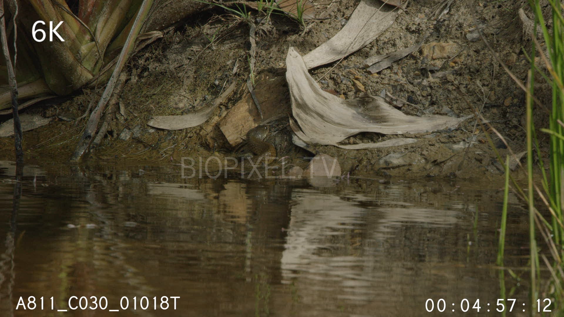 Invasive species keelback snake swimming and hunting cane toads 6k 1