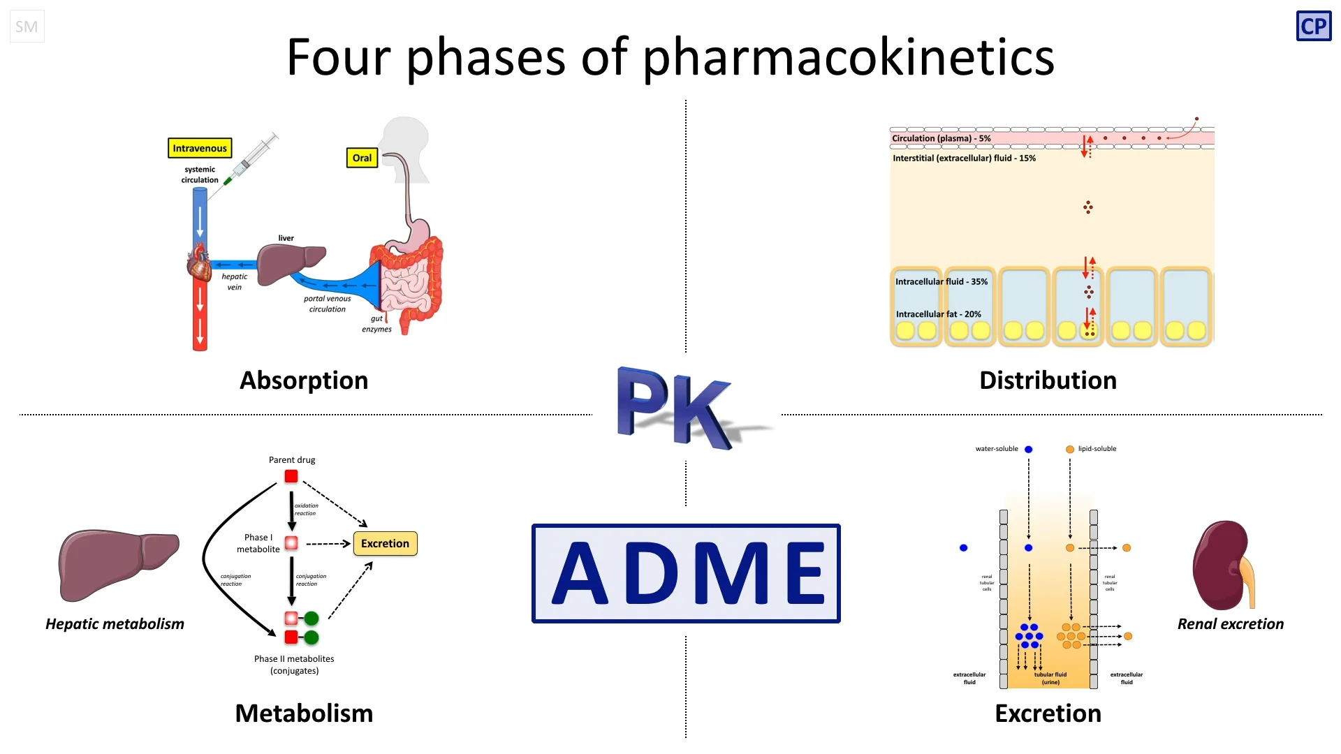 CPT-01-03-01 What is pharmacokinetics?