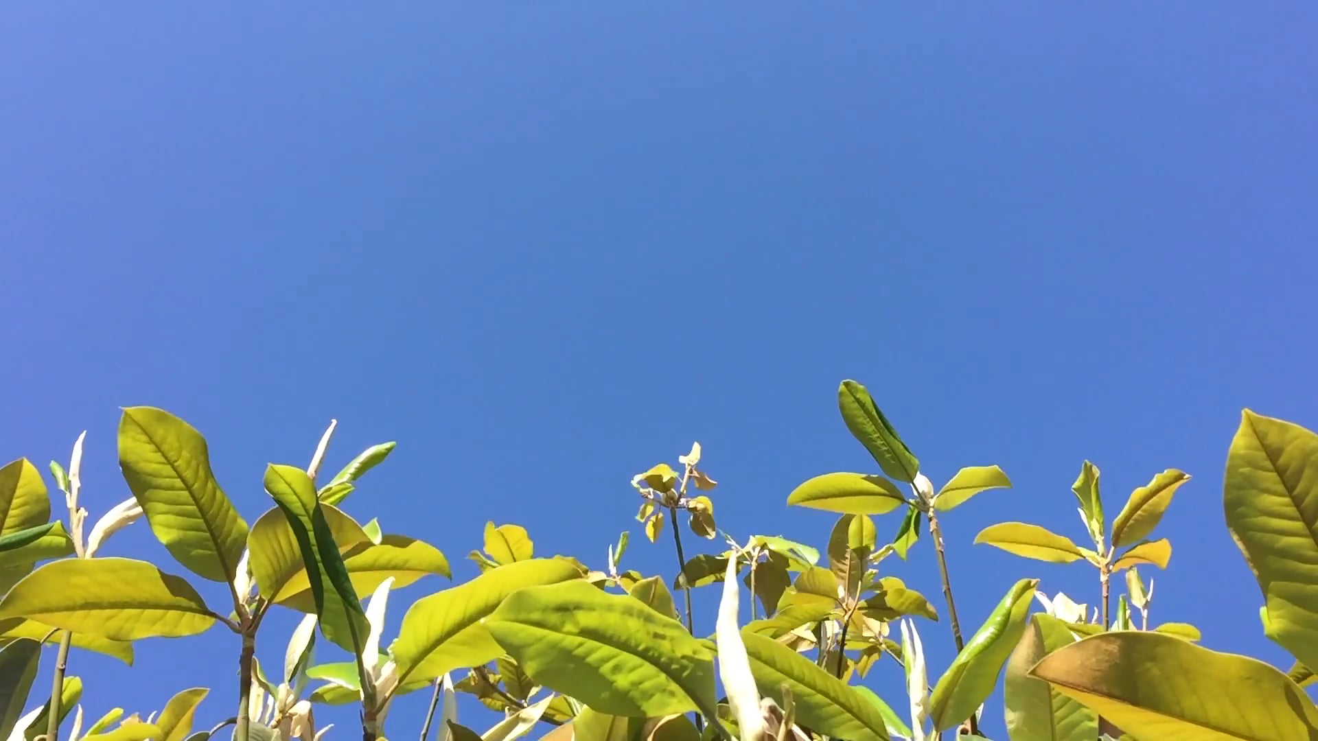 Version 1 The land is a Mirror of the Stars. 2016. Video, color, 15min 31secs HD