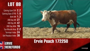 Lot #88 - PEACH 172250