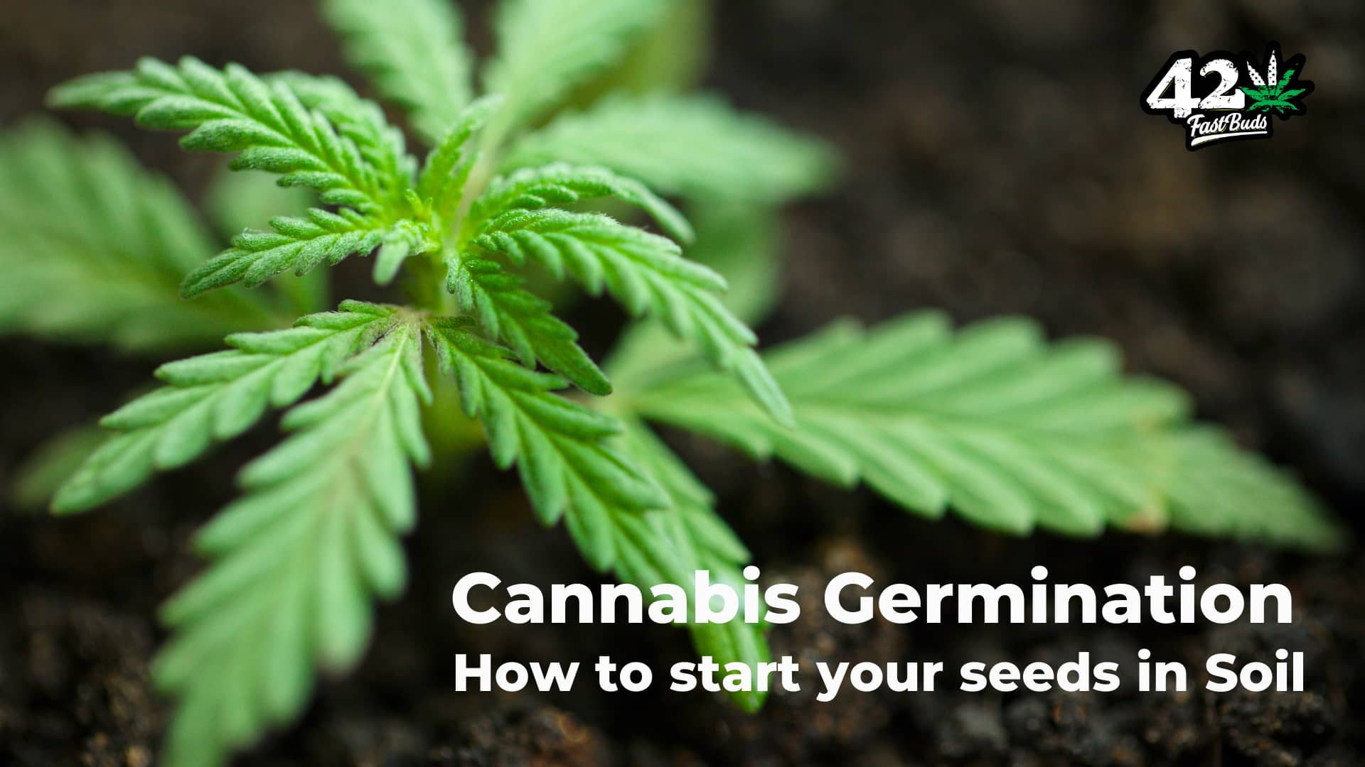 How to Germinate Autoflower Cannabis Seeds Episode 3 Sprout