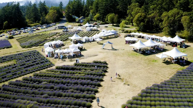 Cooking with Lavender - Pelindaba Lavender - Lavender Products and Lavender  Farm on San Juan Island - Washington